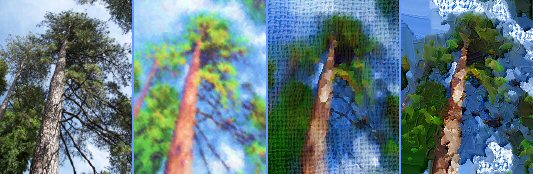 Ponderosa Pine Samples