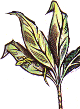 hava5.GIF (17935 bytes)