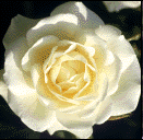 rose for guestbook at guestworld.com