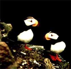 puffins