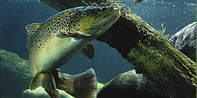 Feel like eating fish?