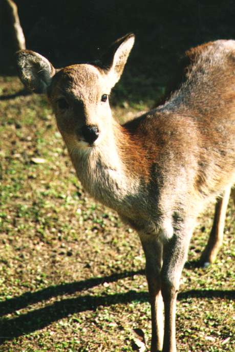 Deers wandering around in Nara park