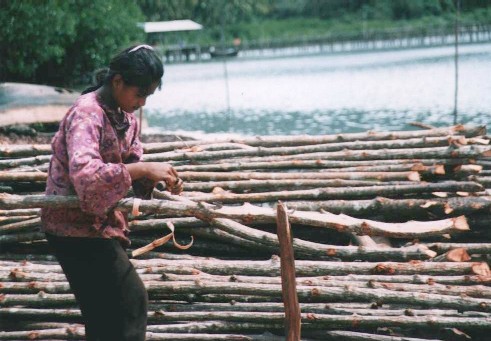 Native girl polishing mangroove wood for charcoal
