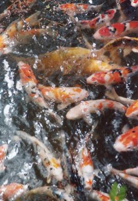 Koi fishes fighting for food in pond