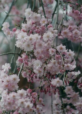 Beautiful sakura flowers