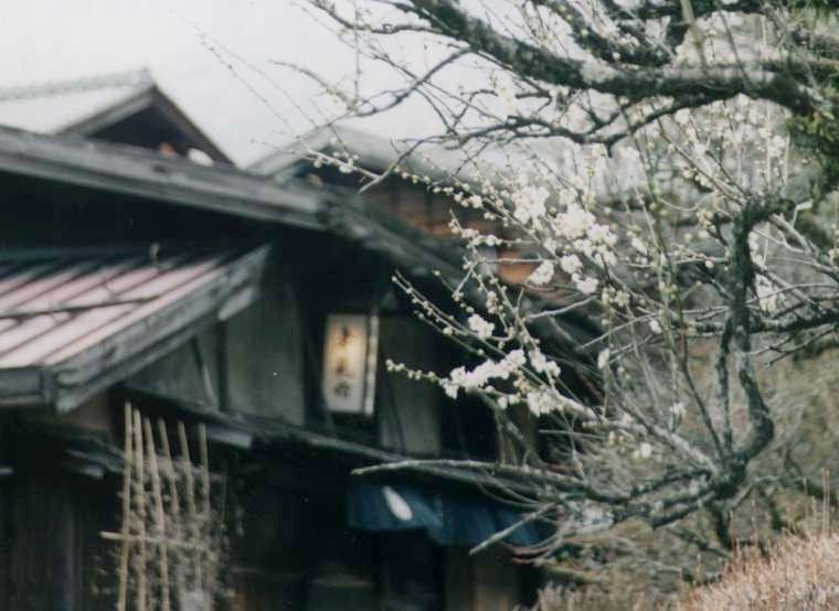 Beautiful ume flowers in Tsumago