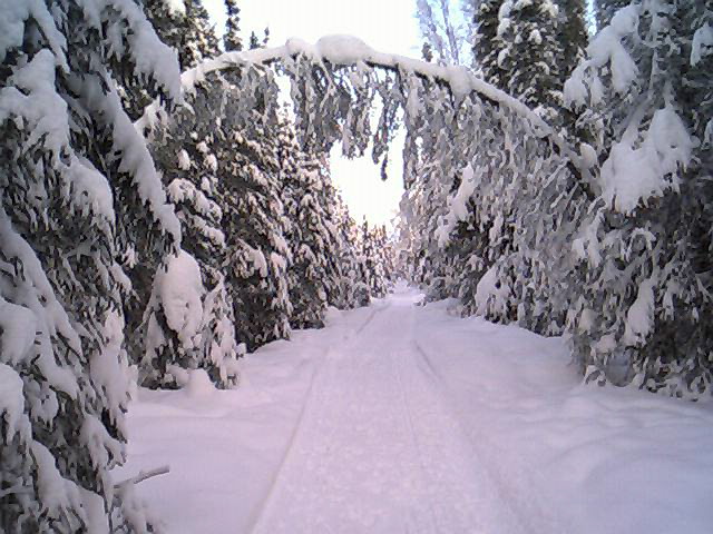 Campbell Creek Dog Track, Anchorage