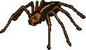 [Mandakay's spider]