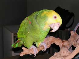 Popeye the Double Yellow Headed Amazon 