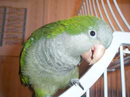Pinguin the Quaker Parakeet