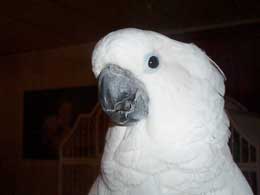 Princess the Umbrella Cockatoo