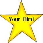 Make your bird a star