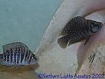Altolamprologus Calvus Congo Black