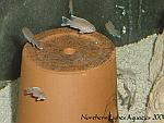 Neolamprologus Crassus Brichardi Juveniles
