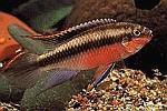 Pelvicachromis Pulcher Red Form