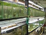 My fishroom !