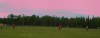 Pink sky over the playing field