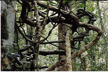 Rainforest branch