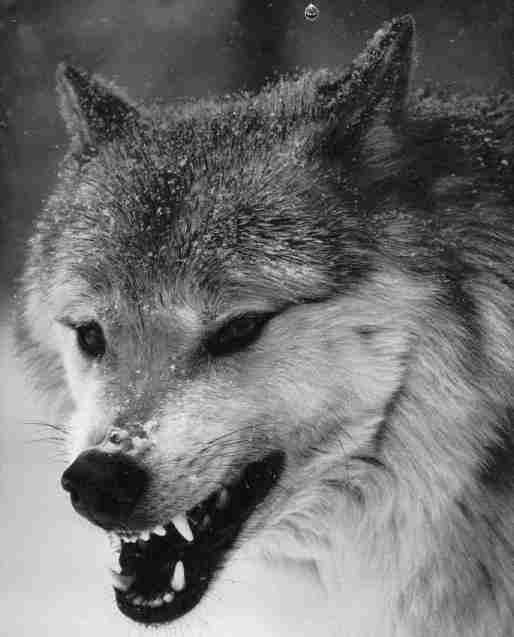 Lobos Universidad Aut�noma de Coahuila