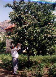 alveren4pg.jpg (65516 bytes)