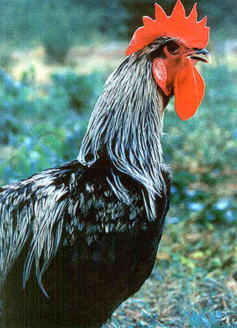 horoz1.jpg (136.974bytes)