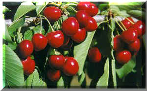 kiraz.jpg (16399 bytes)