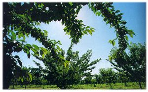 kiraz1.jpg (20922 bytes)