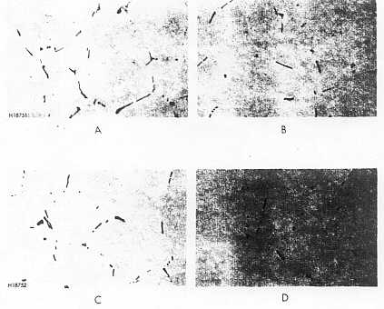 6063 al�minyum - Homojenizasyon �s�l i�leminin mikroyap�ya etkisi