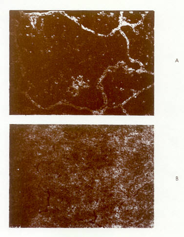 Biyet �s�t�l�nca olu�an ��keltiler