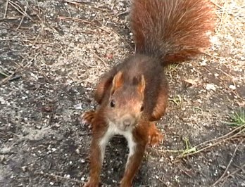 Squirrel