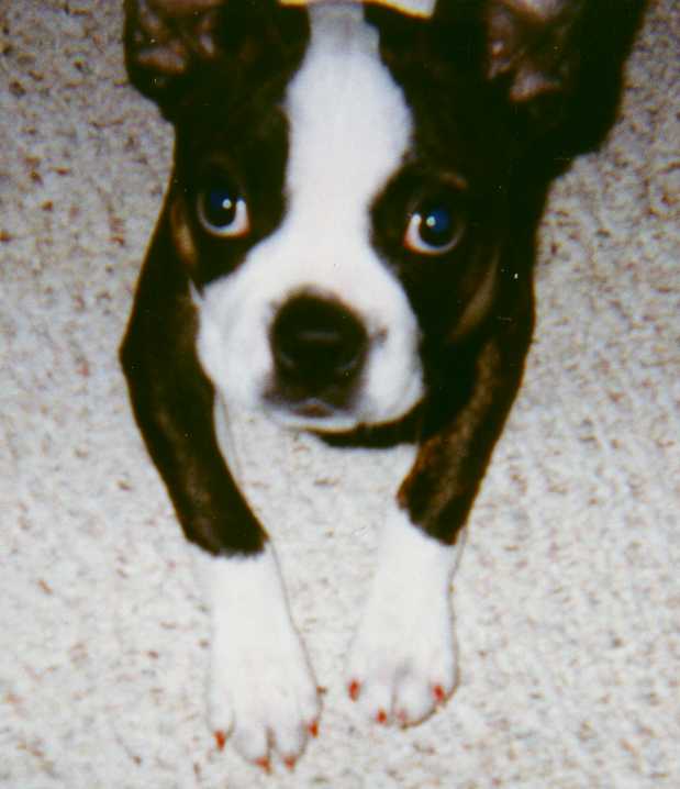 Chewey's Red Toe Nails