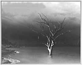 i really like this tree