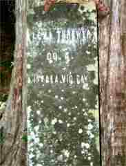 Levithrewer.jpg (13033 bytes)