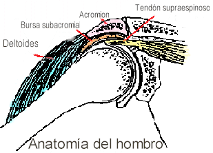 Bursa.gif (11076 bytes)