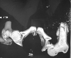 foto2.jpg (11841 bytes)