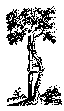 tree.gif (932 bytes)