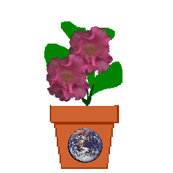 The Site Fights Spirit Flowers