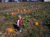 images/pumpkinpatch3.jpg