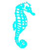 seahorse