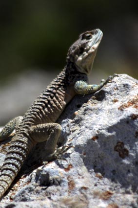 CLICK HERE TO OBTAIN MORE DETAILS