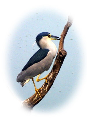 CLICK HERE TO OBTAIN MORE DETAILS