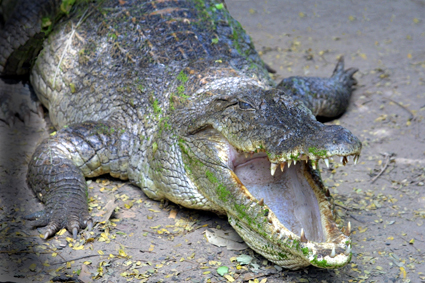 CLICK HERE TO OBTAIN MORE DETAILS