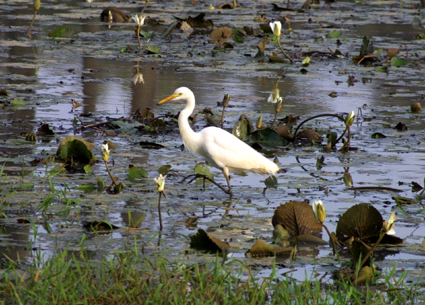 CLICK HERE TO OBTAIN MORE DETAILS