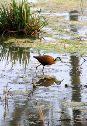 CLICK HERE TO OBTAIN MORE DETAILS