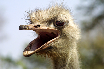 CLICK HERE TO OBTAIN MORE DETAILS