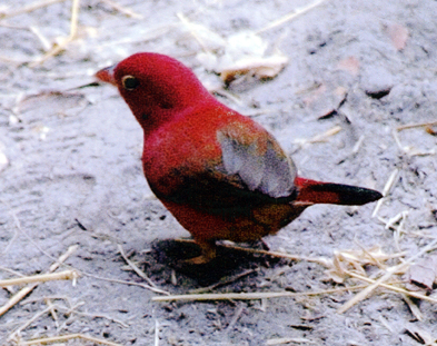 CLICK HERE TO OBTAIN MORE DETAILS