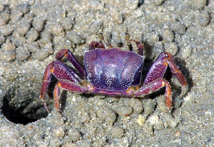 CLICK HERE TO OBTAIN MORE DETAILS