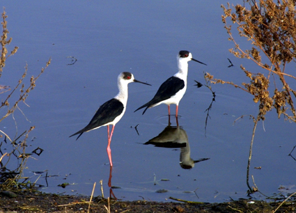 CLICK HERE TO OBTAIN MORE DETAILS