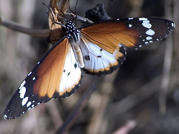 CLICK HERE TO OBTAIN MORE DETAILS