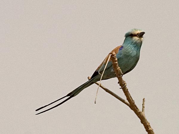 CLICK HERE TO OBTAIN MORE DETAILS